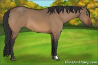 Horse Color:Bay Dun
