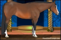 Horse Color:Bay Sabino 