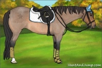 Horse Color:Buckskin Roan
