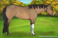 Horse Color:Bay Dun 