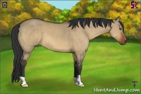 Horse Color:Bay Dun