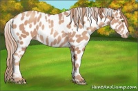 Horse Color:Gold Champagne Appaloosa  and Gold Champagne Appaloosa 