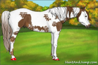 Horse Color:Gray Chestnut Splash Tobiano 