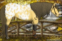 Horse Color:Buckskin Blanket 