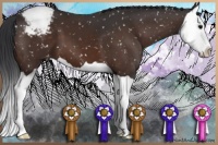 Horse Color:Brown Splash Appaloosa 