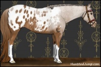 Horse Color:Chestnut Blanket 