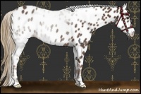 Horse Color:Liver Chestnut Leopard Rabicano 