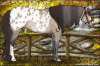 Horse Color:Bay Roan Dun Varnish Rabicano 