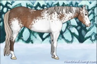Horse Color:White Spotted Silver Black Rabicano