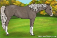 Horse Color:Silver Black Splash 