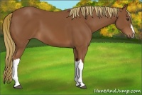 Horse Color:Chestnut 