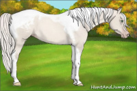 Horse Color:Gray Silver Amber Cream Champagne Roan Dun Splash Tobiano Frame Appaloosa Rabicano 