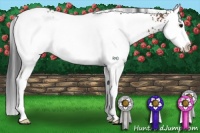 Horse Color:White Spotted Bay Splash Rabicano 