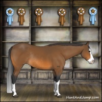 Horse Color:Bay Sabino Splash Rabicano