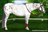 Horse Color:Brown Roan Dun Near Leopard Rabicano 