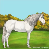 Horse Color:White Spotted Palomino Roan Pearl Dun