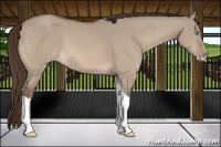 Horse Color:Gray Perlino Dun Tobiano 