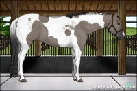 Horse Color:Grullo Tobiano