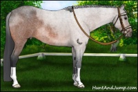 Horse Color:Bay Roan 