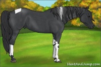 Horse Color:Blue Roan Tobiano 