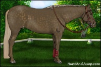 Horse Color:Chocolate Palomino Appaloosa 