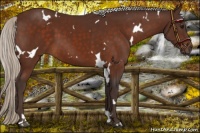 Horse Color:White Spotted Silver Bay 