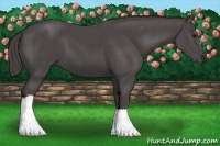 Horse Color:Smoky Black 
