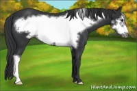 Horse Color:Black Frame 