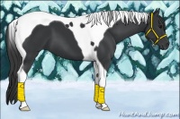 Horse Color:Black Tobiano 