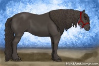 Horse Color:Smoky Black 