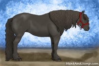 Horse Color:Smoky Black 