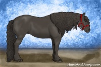 Horse Color:Smoky Black