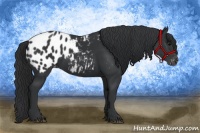 Horse Color:Black Appaloosa 