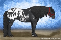 Horse Color:Black Appaloosa 