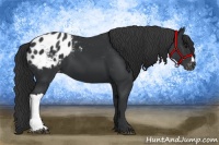Horse Color:Black Appaloosa