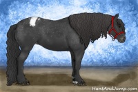 Horse Color:Black Appaloosa