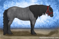 Horse Color:Blue Roan Rabicano 