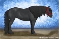 Horse Color:Black Rabicano 