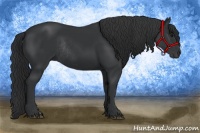Horse Color:Black Rabicano 