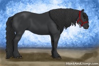 Horse Color:Black Rabicano 
