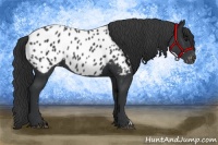 Horse Color:Black Appaloosa