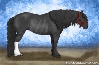 Horse Color:Black Rabicano 