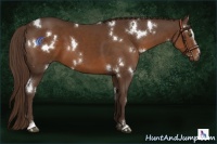 Horse Color:White Spotted Liver Chestnut Sabino
