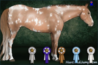 Horse Color:White Spotted Liver Chestnut Pearl Sabino Rabicano