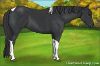 Horse Color:Black Tobiano 
