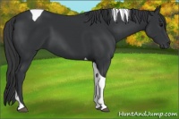 Horse Color:Black Tobiano 