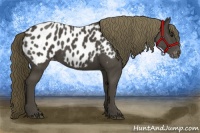 Horse Color:Smoky Black Appaloosa 