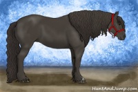 Horse Color:Smoky Black 