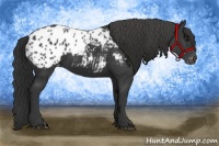 Horse Color:Black Appaloosa
