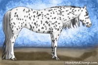 Horse Color:Blue Roan Leopard 